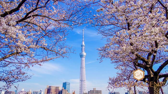 上京は様子見してください！銀座の高級クラブの状況